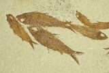 Fossil Fish (Knightia) Mortality Plate - Wyoming #295601-1